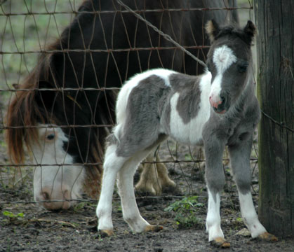 Little America's Anniversary Strut