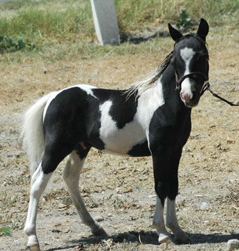 Little America's Struttin' Anniversary