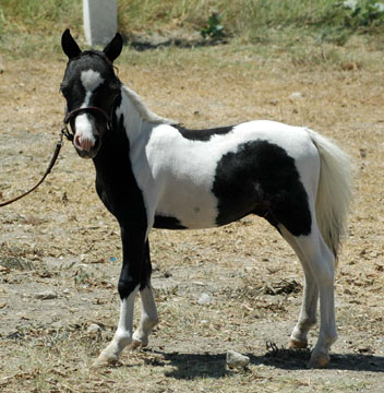 Little America's Struttin' Anniversary