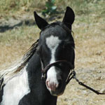 Little America's Struttin' Anniversary