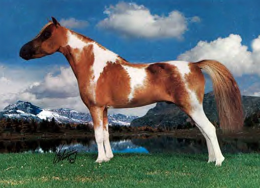 Sierra Dawn's Uno de Mayo