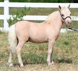 Little America's Baklava Boogie