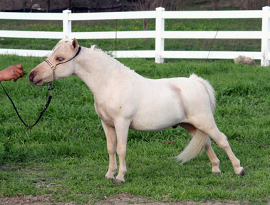 Little America's Baklava Boogie