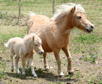 Little America's Baklava Boogie