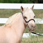 Little America's Baklava Boogie