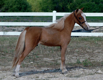 Little America's Image of Boogie