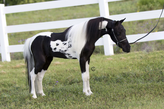 Little America's Phantom's Knightfall