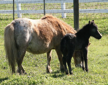 Little America's Phantom's Star Wars