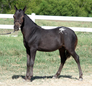 Little America's Phantom's Star Wars