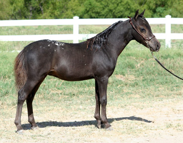 Little America's Phantom's Star Wars