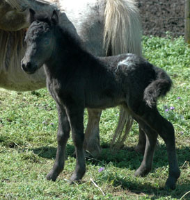 Little America's Phantom's Star Wars