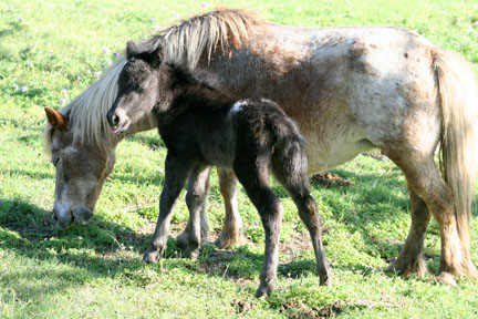 Little America's Phantom's Star Wars