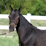 Little America's Phantom's Star Wars