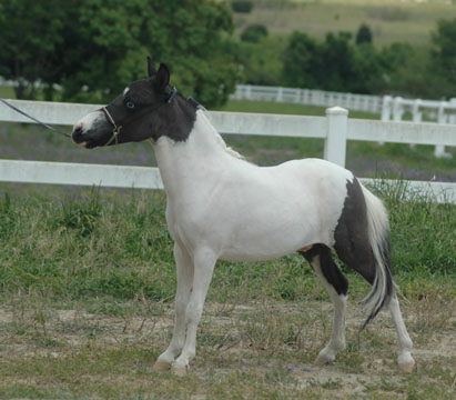 Little America's Sterling Victor