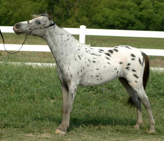 Little America's My Alara 