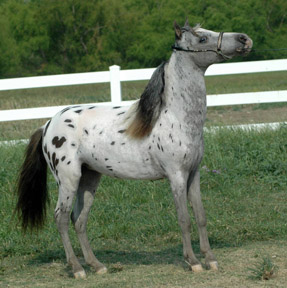 Little America's My Alara 