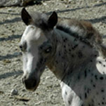 Little America's My Alara