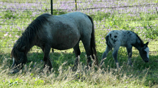 Little America's My Alara