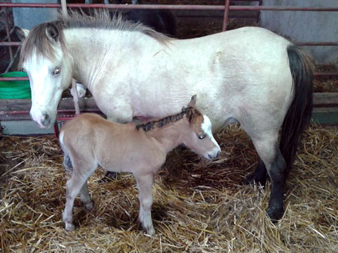 Little America's Miss Boggy Boogie