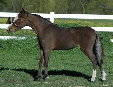 Little America's Boggy Boogie