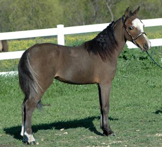 Little America's Miss Boggy Boogie 