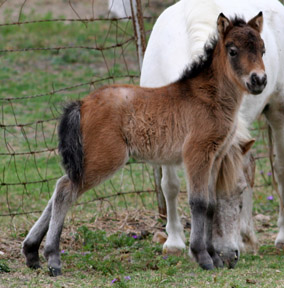 Little America's Secret's Bouquet