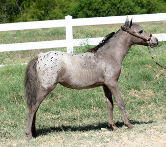 Little America's Secret's Bouquet 