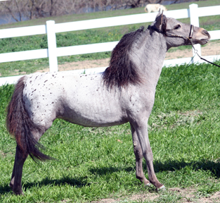 Little America's Secret's Bouquet