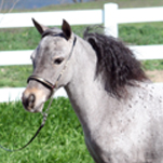 Little America's Secret's Bouquet