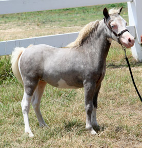 Little America's Terrific Cascaron