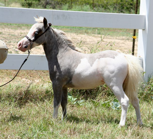 Little America's Terrific Cascaron