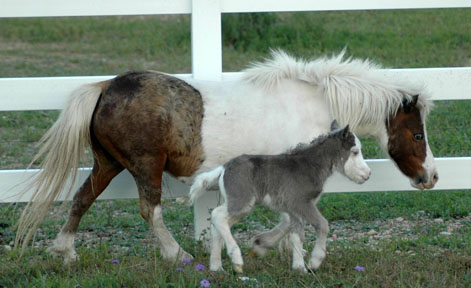 Little America's Terrific Cascaron