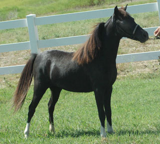 Classic View's Princess 