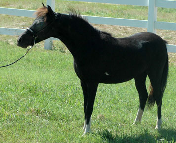 Classic View's Princess 