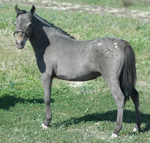 Little America's Miss Secret Force