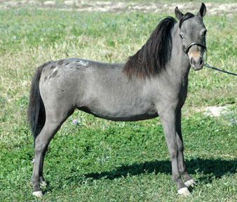 Little America's Miss Secret Force