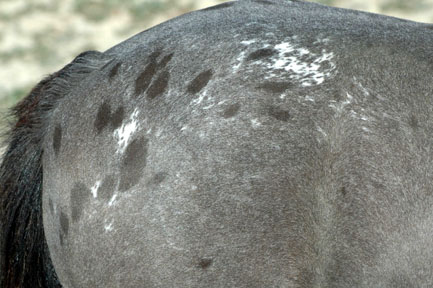 Little America's Miss Secret Force