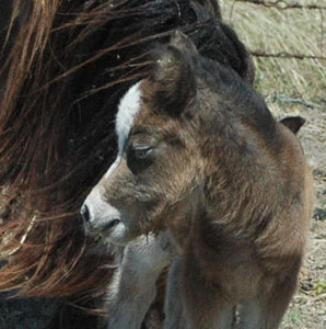 Little America's Joy Boy's Fox headshot