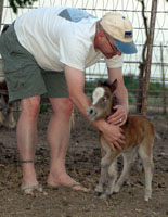 Little America's Joy Boy's Fox