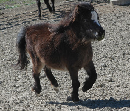 Little America's Joy Boy's Fox