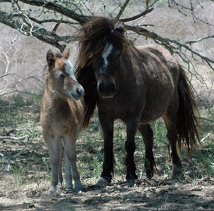Little America's Joy Boy's Fox with dam