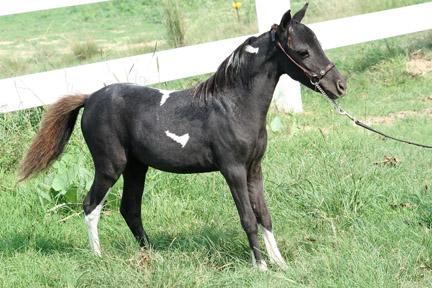 Little America's Jocelyn S S