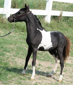 Little America's Jocelyn S S