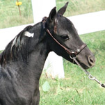 Little America's Sterling Jocelyn