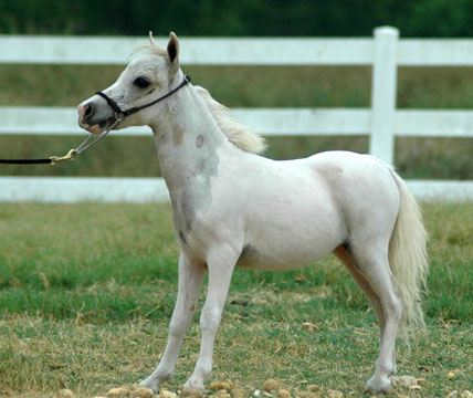 Little America's Just Sensational