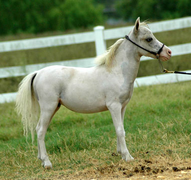 Little America's Just Sensational