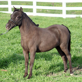 Little America's Knightfall's Legacy