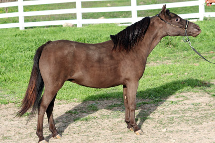 Little America's Knightfall's Legacy