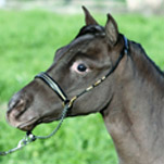 Little America's Knightfall's Legacy