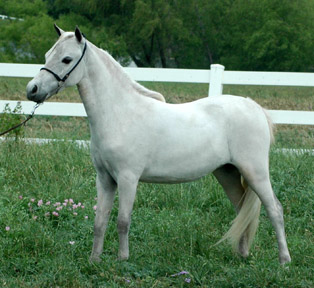 RockyTopFarms Majesty's Lexi